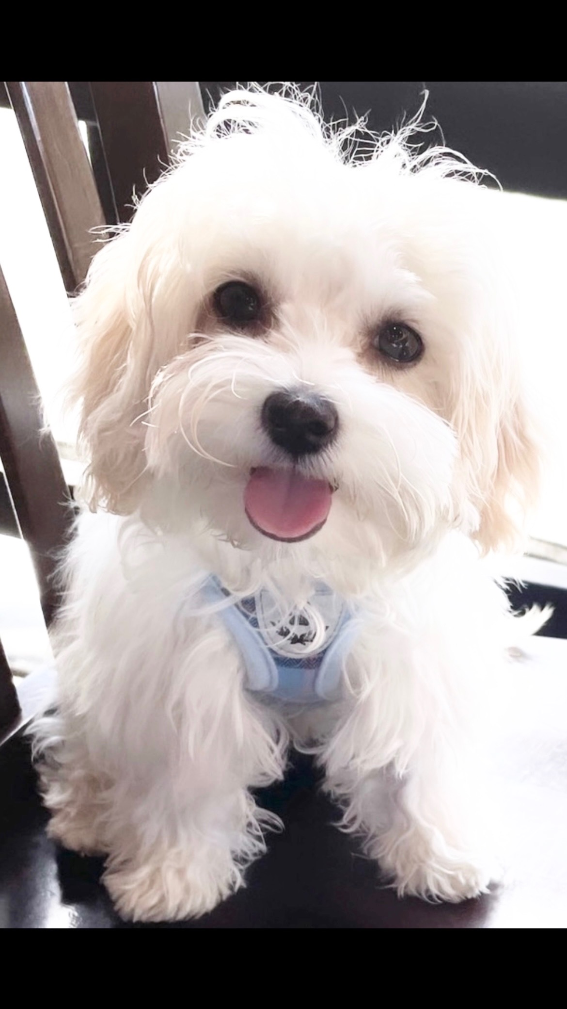 @mymochipuppy